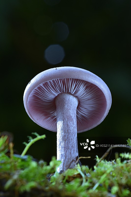 蘑菇生长的特写镜头，法国图片素材