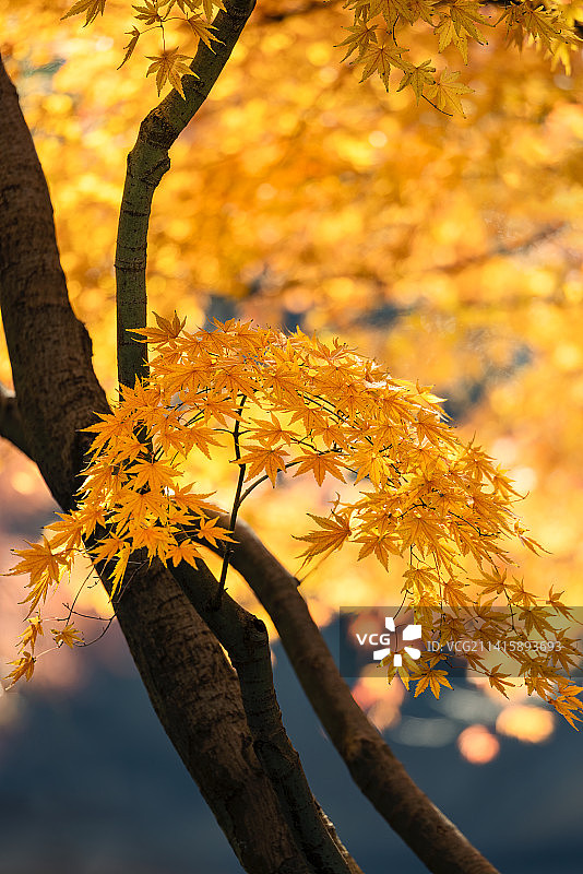 秋之枫叶图片素材
