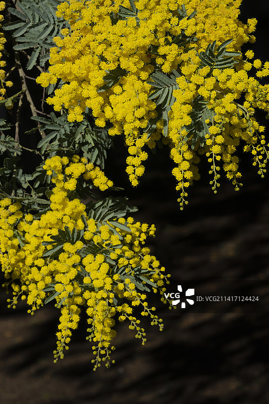 黄色开花植物特写，美国，美国图片素材
