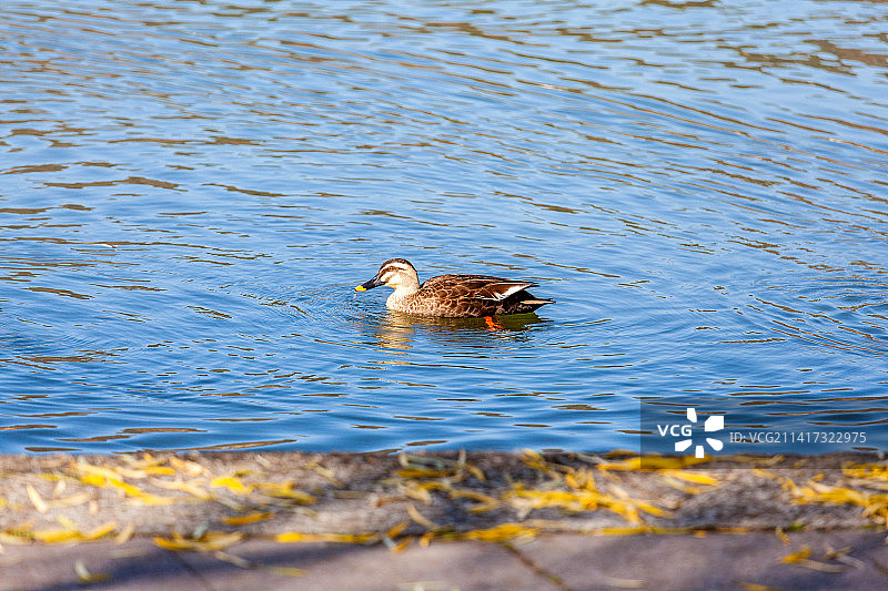 杭州西湖里的野鸭图片素材