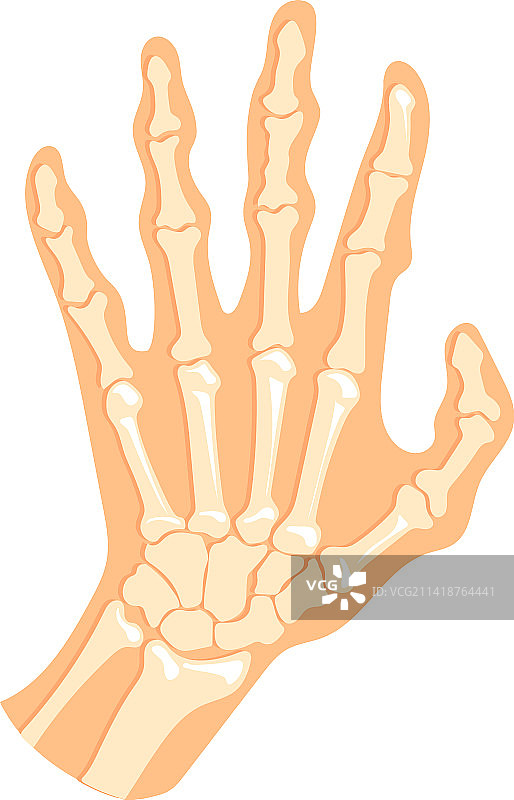 手骨结构人类手掌有手指图片素材