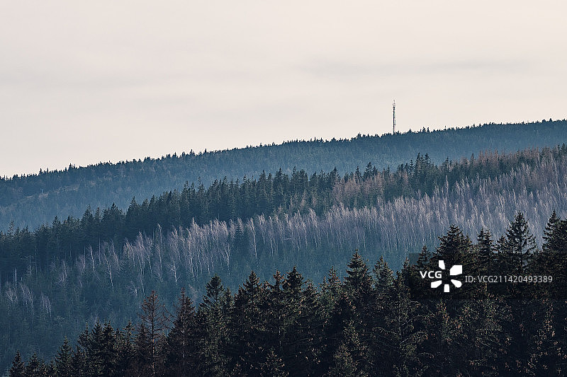 捷克共和国，天空映衬下的森林风景图片素材