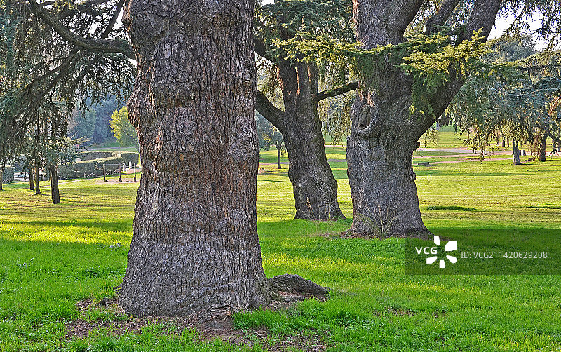 公园里的树，意大利图片素材