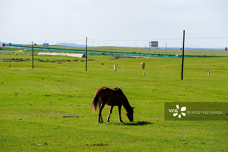 草地围场里，一匹马正在吃草图片素材