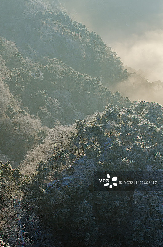 泰山雾凇云海图片素材