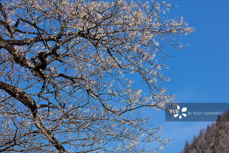 四川阿坝州黑水县卡龙沟秋天的花楸树果图片素材