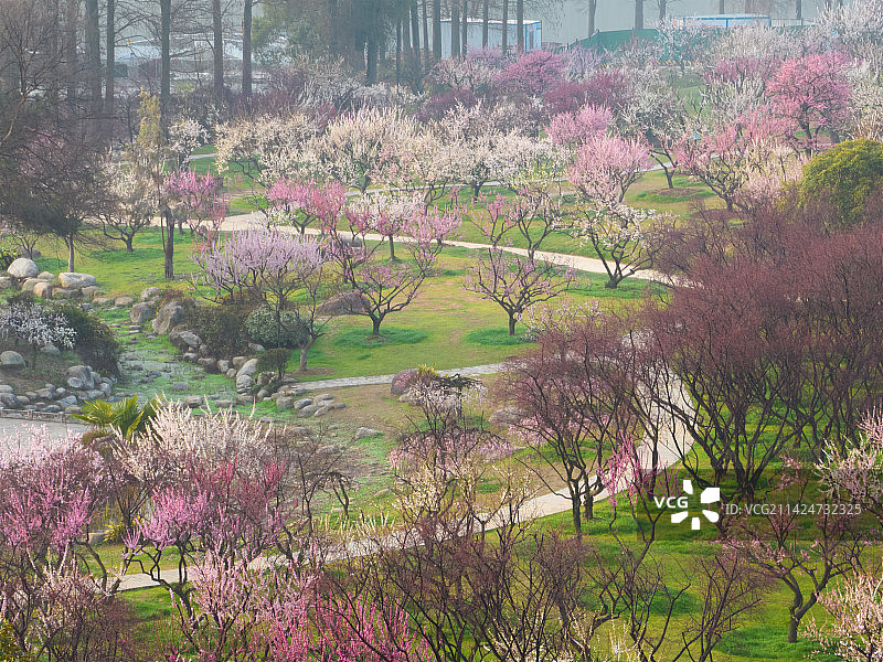 武汉东湖梅园春季梅花盛开图片素材