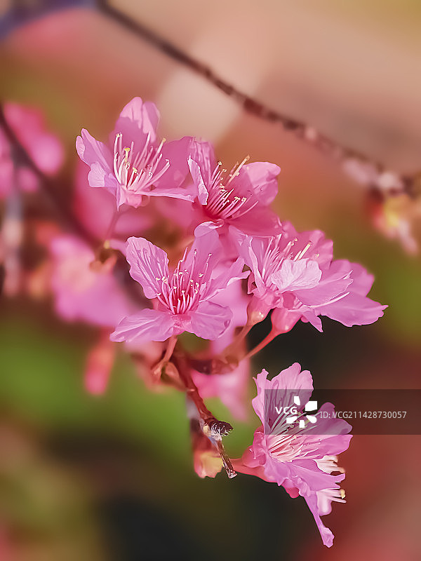 春季粉红樱花特写图片素材