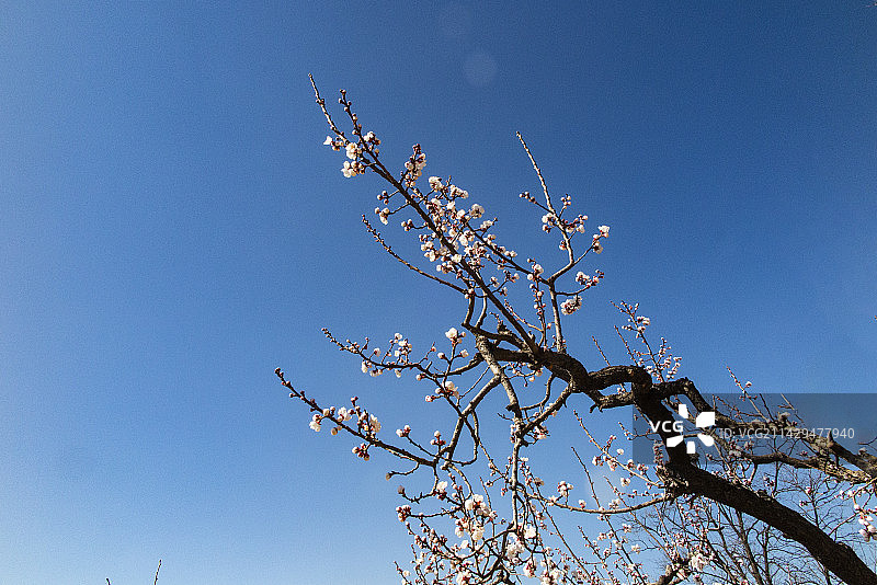 春天，桃花，粉红，北京红螺园的桃花图片素材