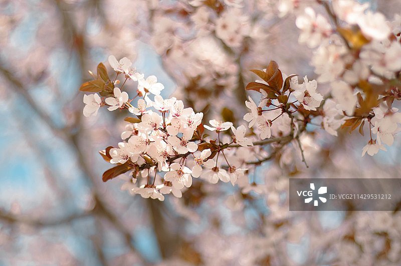 春季白色樱花特写图片素材