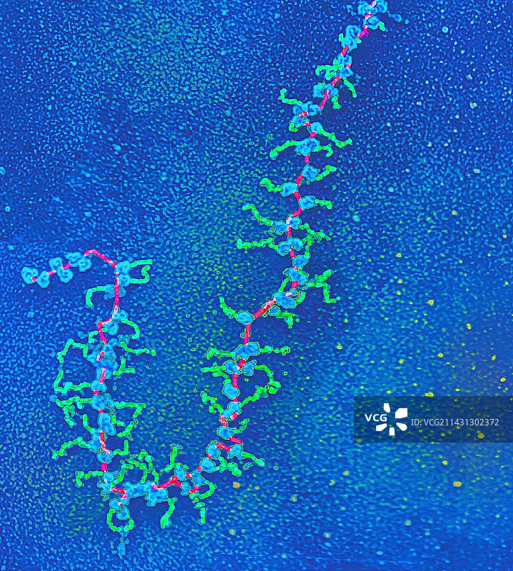 mRNA翻译单位远端段图片素材