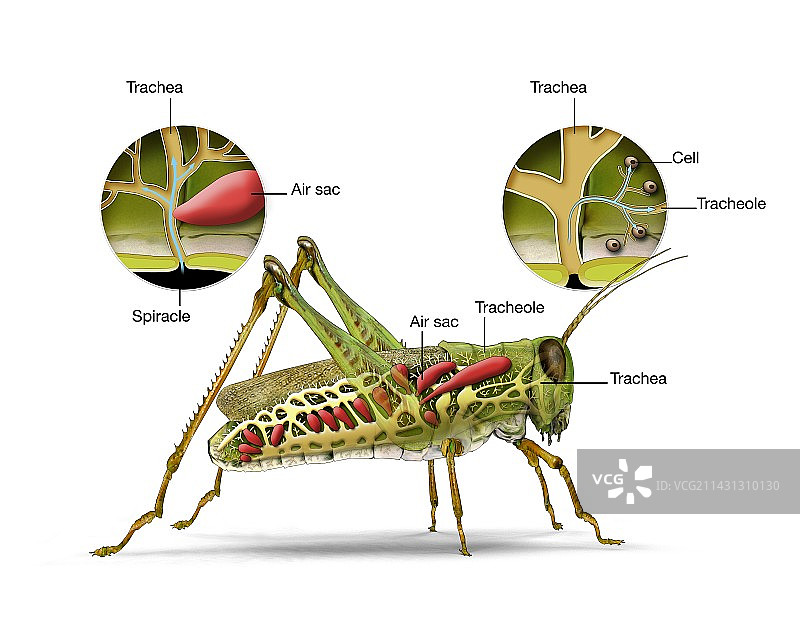 蚱蜢和昆虫的呼吸系统，插图图片素材