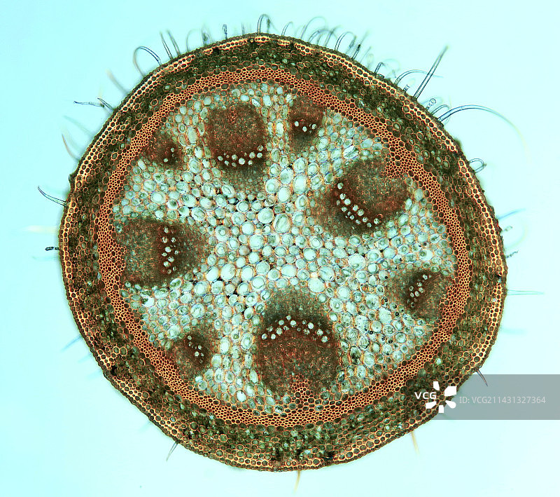 天竺葵茎，光学显微照片图片素材