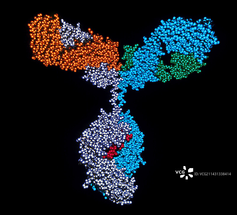 免疫球蛋白G抗体图片素材