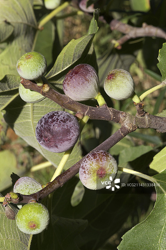 无花果(Ficus carica 'Noire de Caromb')图片素材