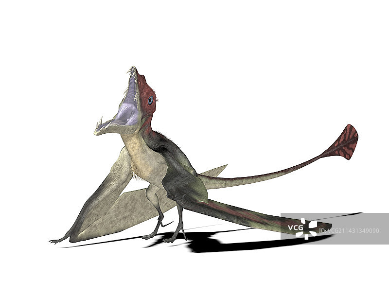 Eudimorphodon翼龙插图图片素材