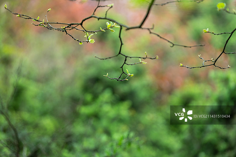 春天新发芽的梧桐树枝图片素材