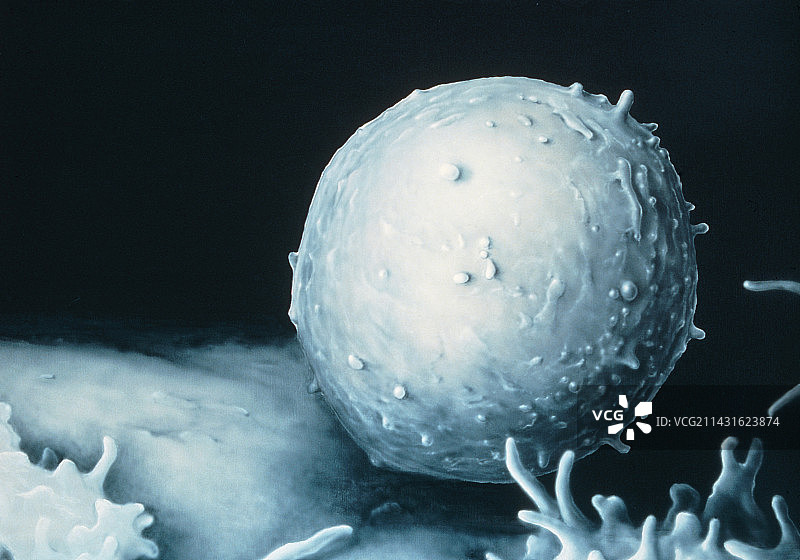 单个t淋巴细胞的扫描电镜图图片素材
