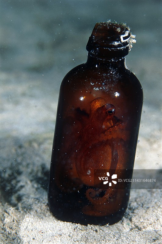 瓶子里的章鱼图片素材