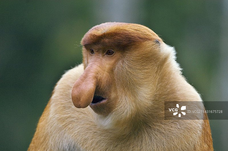 占统治地位的雄性长鼻猴图片素材