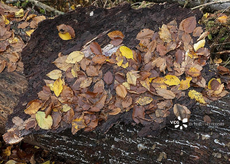 秋天的树叶落在一棵倒下的树的树皮上，维塞尔塔尔靠近布莱滕巴赫，施莱辛根，图林根森林，图林根，德国，欧洲图片素材
