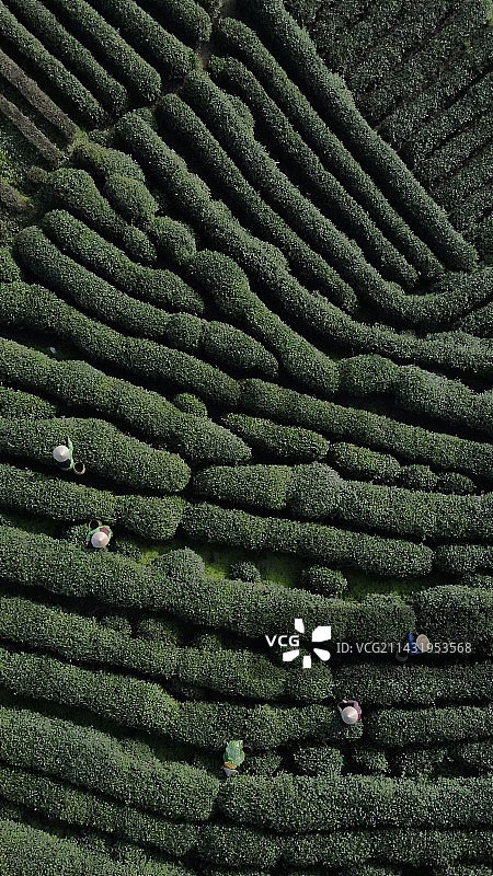 采茶季的龙井村图片素材