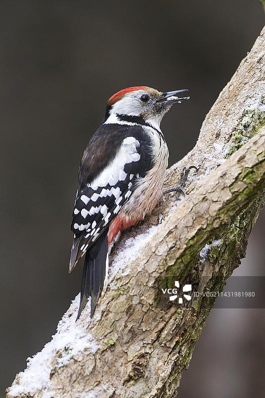 中部斑点啄木鸟，觅食，哈尔茨山脉(Dendrocopos medius)，德国，欧洲图片素材