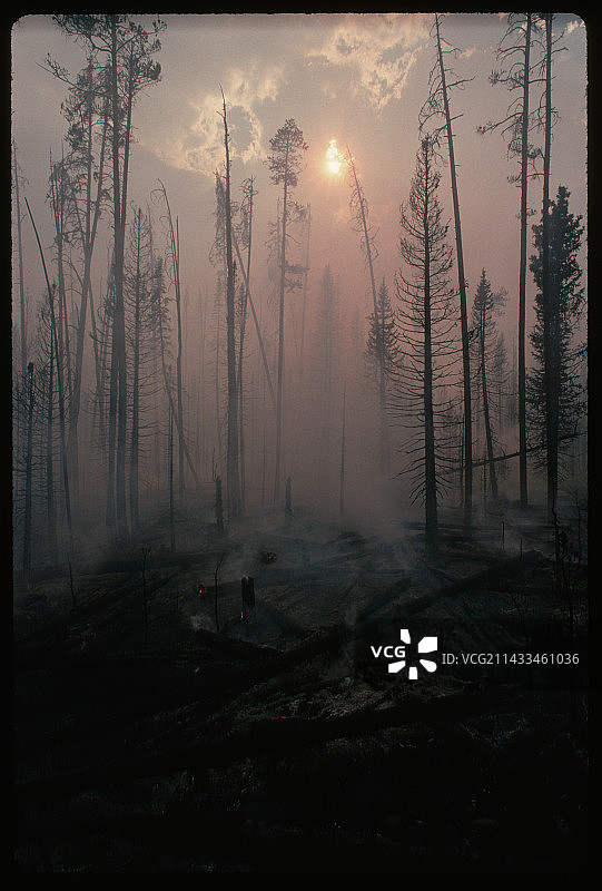 大火后的洛奇波尔松林图片素材