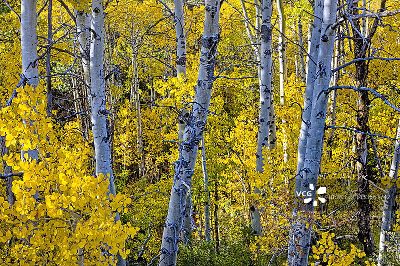 阿斯彭格罗夫和秋天的颜色，东塞拉，加利福尼亚图片素材