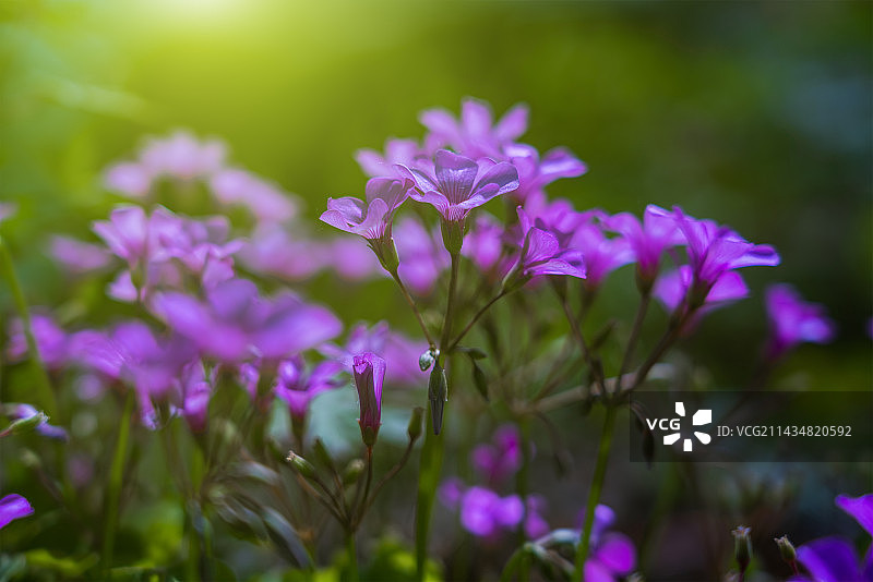 公园里紫色开花植物的特写镜头图片素材