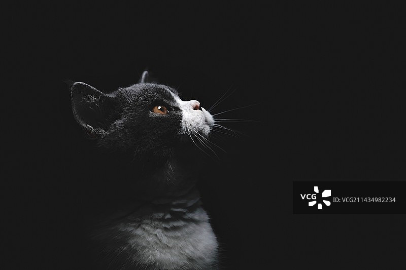 黑色背景下猫的特写镜头图片素材