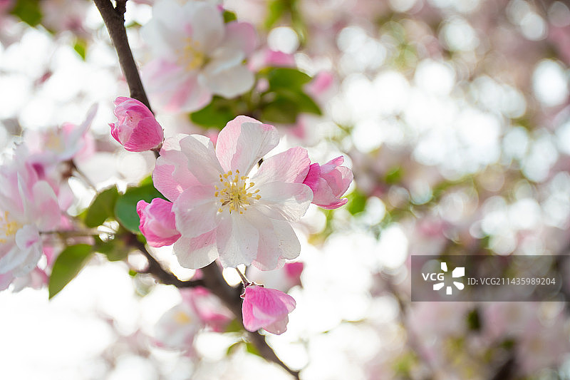 海棠花,春天,自然美,背景虚化图片素材