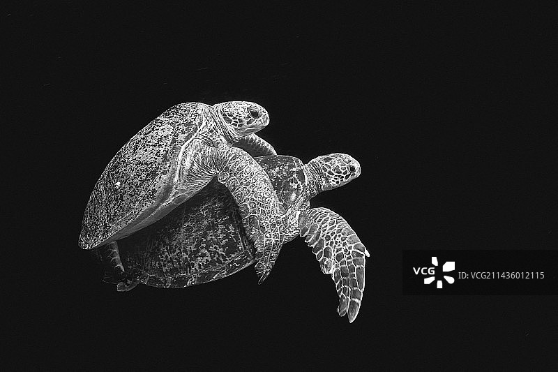 绿海龟(Chelonia mydas)在马约特州S口交配。几周后，下面的雌海龟将在马约特岛的一个海滩上产卵。图片素材