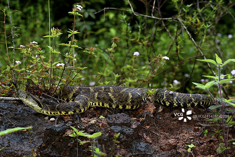 地面上的长矛头毒蛇-法属圭亚那图片素材