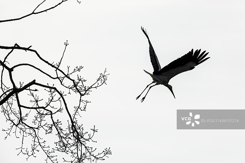 飞翔的白鹳(Ciconia Ciconia)，阿尔萨斯，法国图片素材
