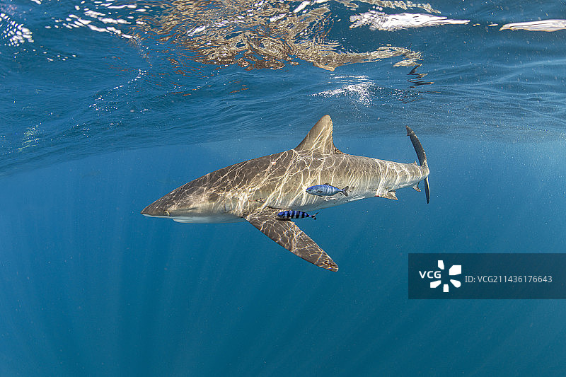 丝鲨(Carcharhinus falciformis)，雌性身上有许多抓痕和咬痕——这是最近交配造成的伤口。在交配过程中，雄鱼经常咬雌鱼的胸鳍。下加利福尼亚，墨西哥，太平洋。图片素材