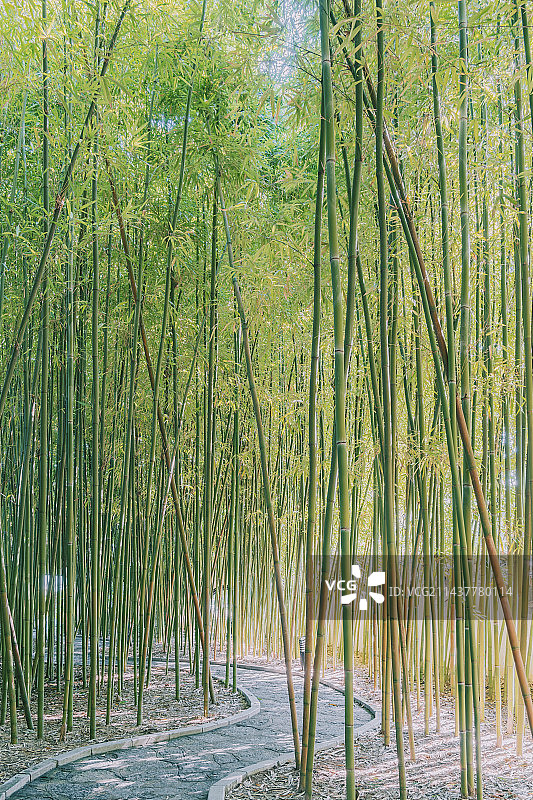 柳州柳侯公园，阳光照进小径旁的茂密竹林图片素材