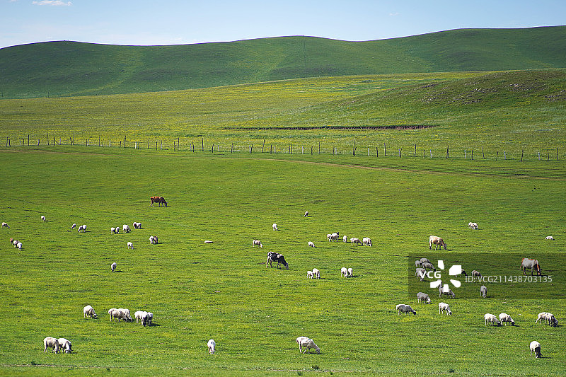 草原上的牛羊图片素材