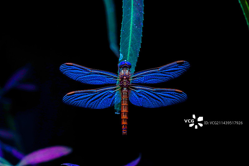 紫外光下的蜻蜓图片素材