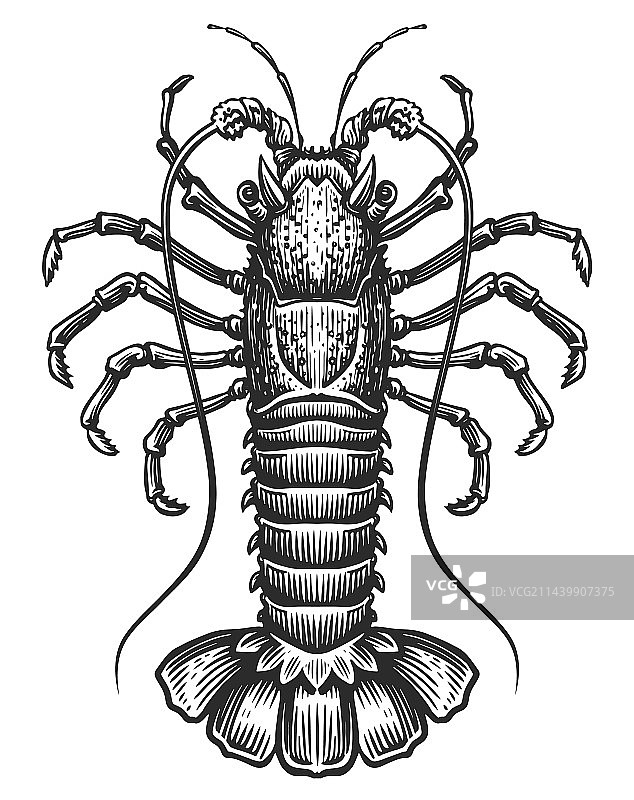有刺的龙虾甲壳纲水生动物小龙虾图片素材