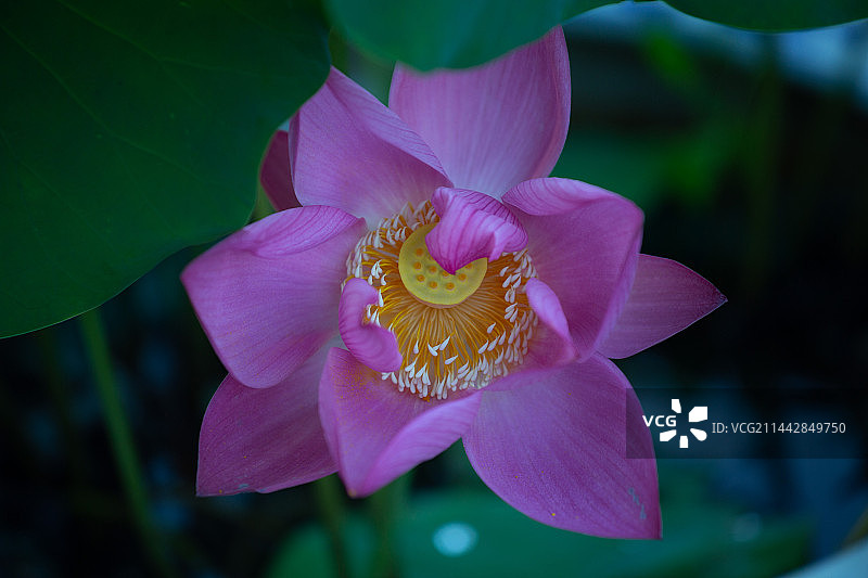 深圳洪湖公园盛开的粉色荷花图片素材