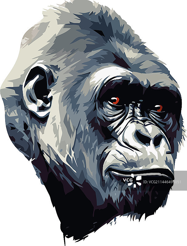 大猩猩的脸图片素材