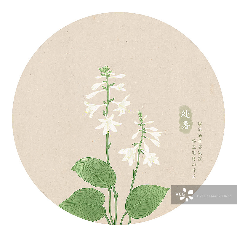 二十四节气处暑玉簪花手绘植物插画图片素材