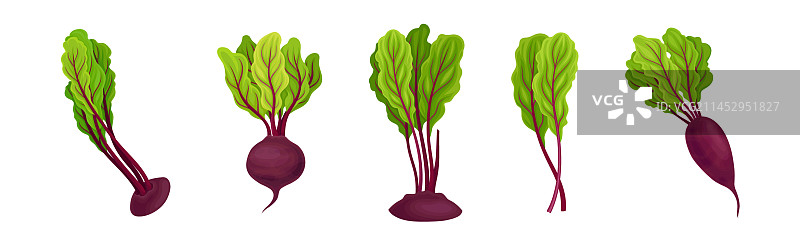 甜菜根或园用甜菜顶叶图片素材