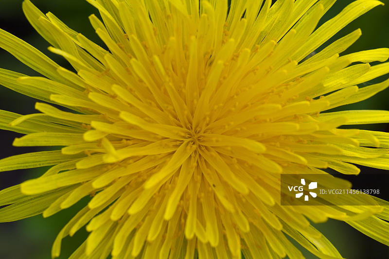 蒲公英(蒲公英科，蒲公英属)在草地上开花，德国，欧洲图片素材