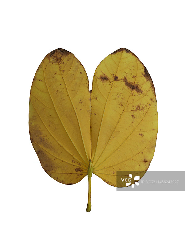 秋天金黄色落叶的白底图图片素材