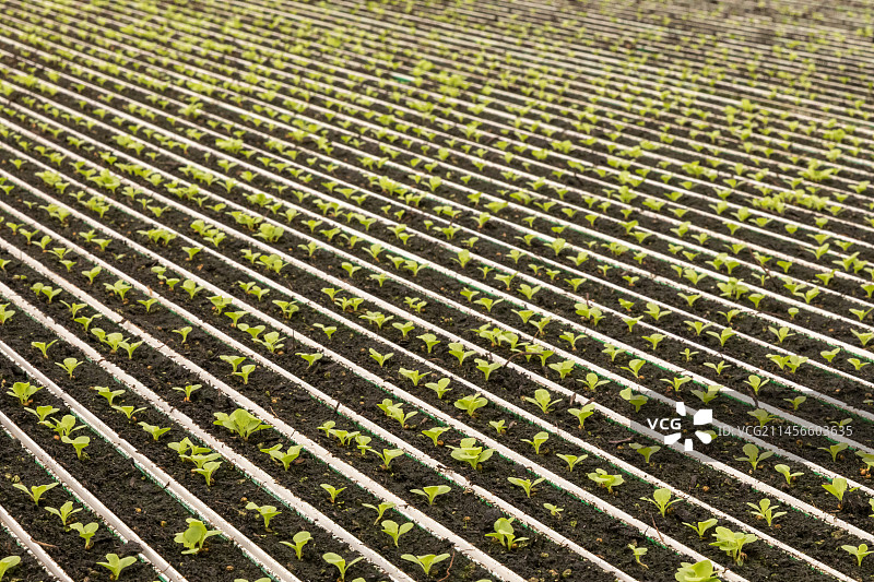 水培莴苣农场图片素材