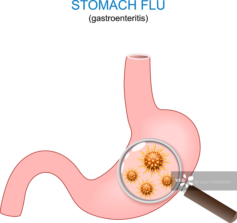 胃流感人胃放大镜和图片素材