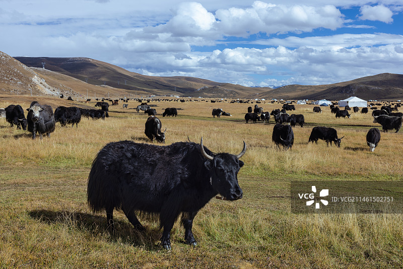 西藏甘孜州理塘-毛娅大草原的牦牛群图片素材