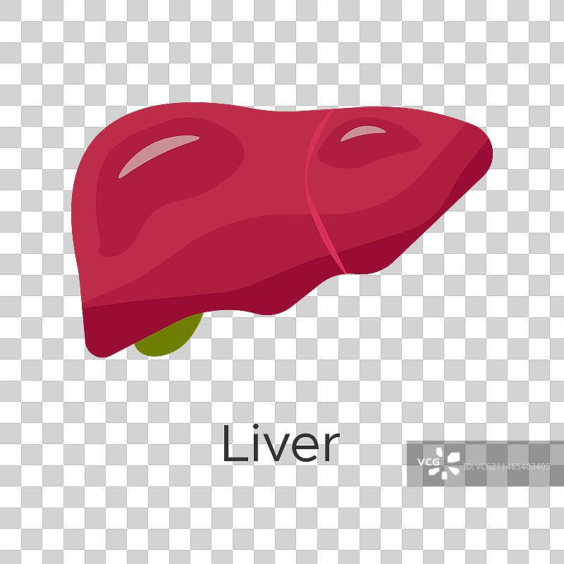 肝脏是人体内部器官，人体解剖学上的图片素材